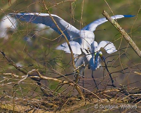 Breeding Egrets_45559.jpg - Great Egret (Ardea alba)Photographed at Lake Martin near Breaux Bridge, Louisiana, USA.